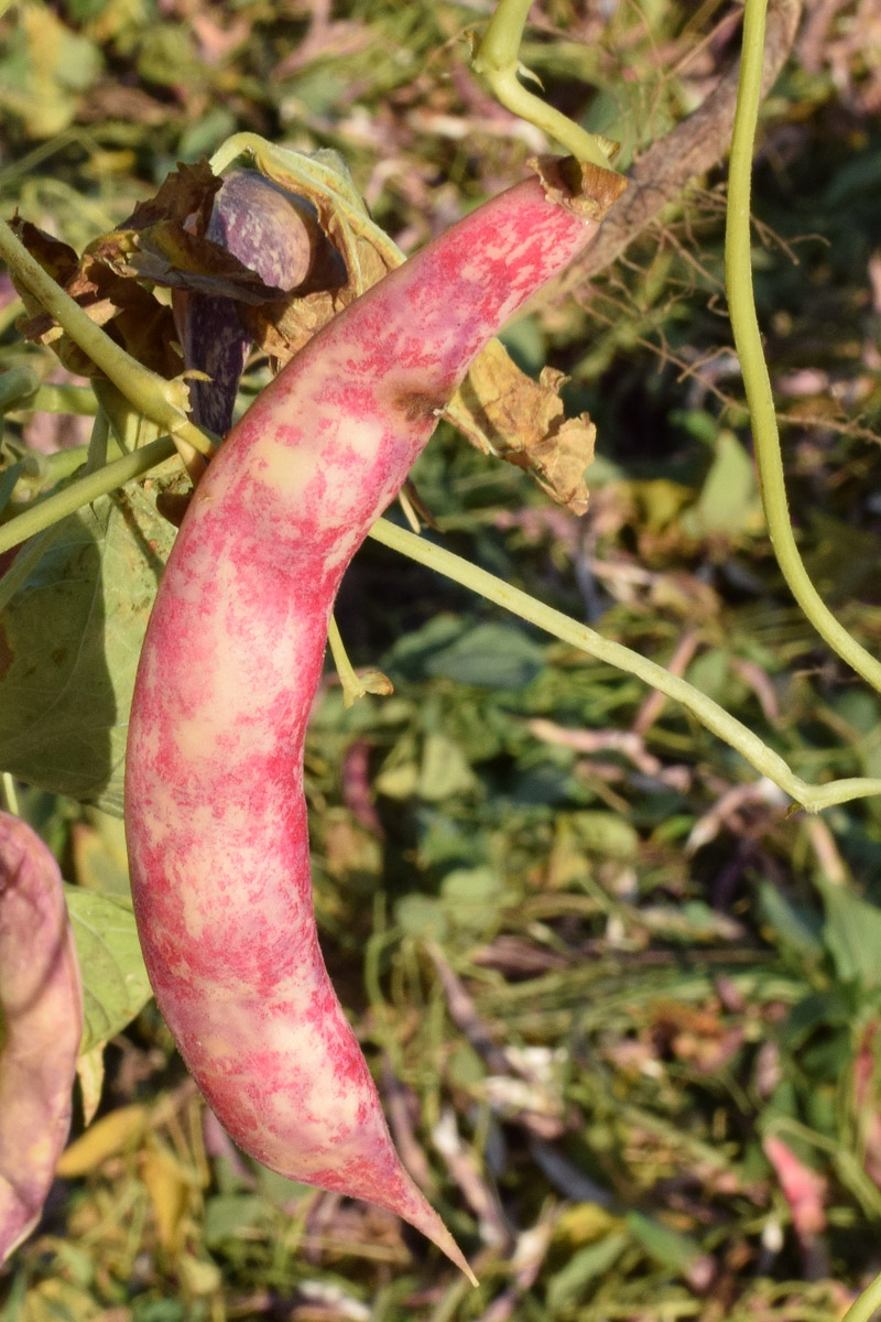 Image of Phaseolus vulgaris specimen.