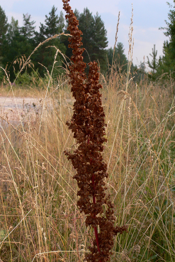 Изображение особи Rumex crispus.