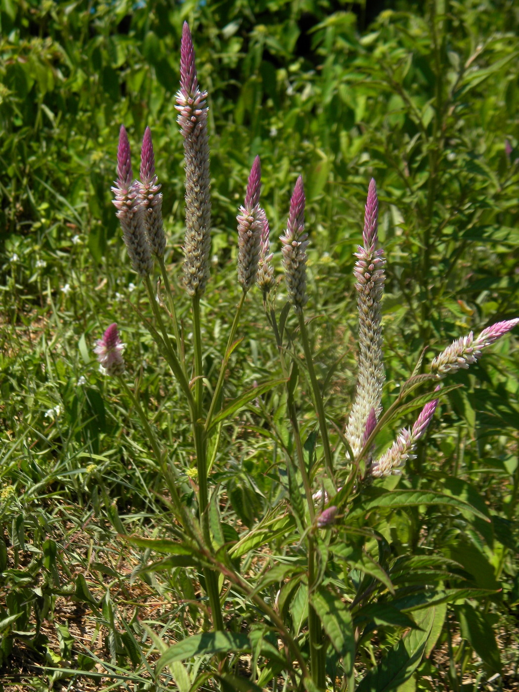 Изображение особи Celosia spicata.