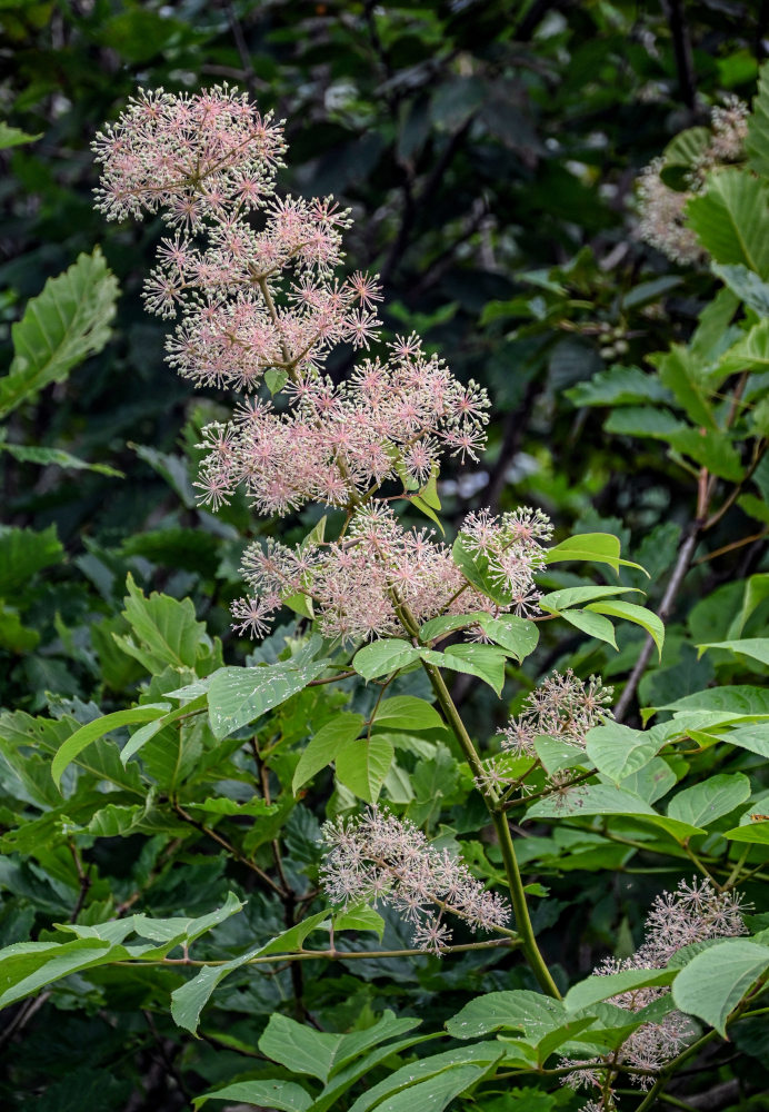 Image of Aralia cordata specimen.