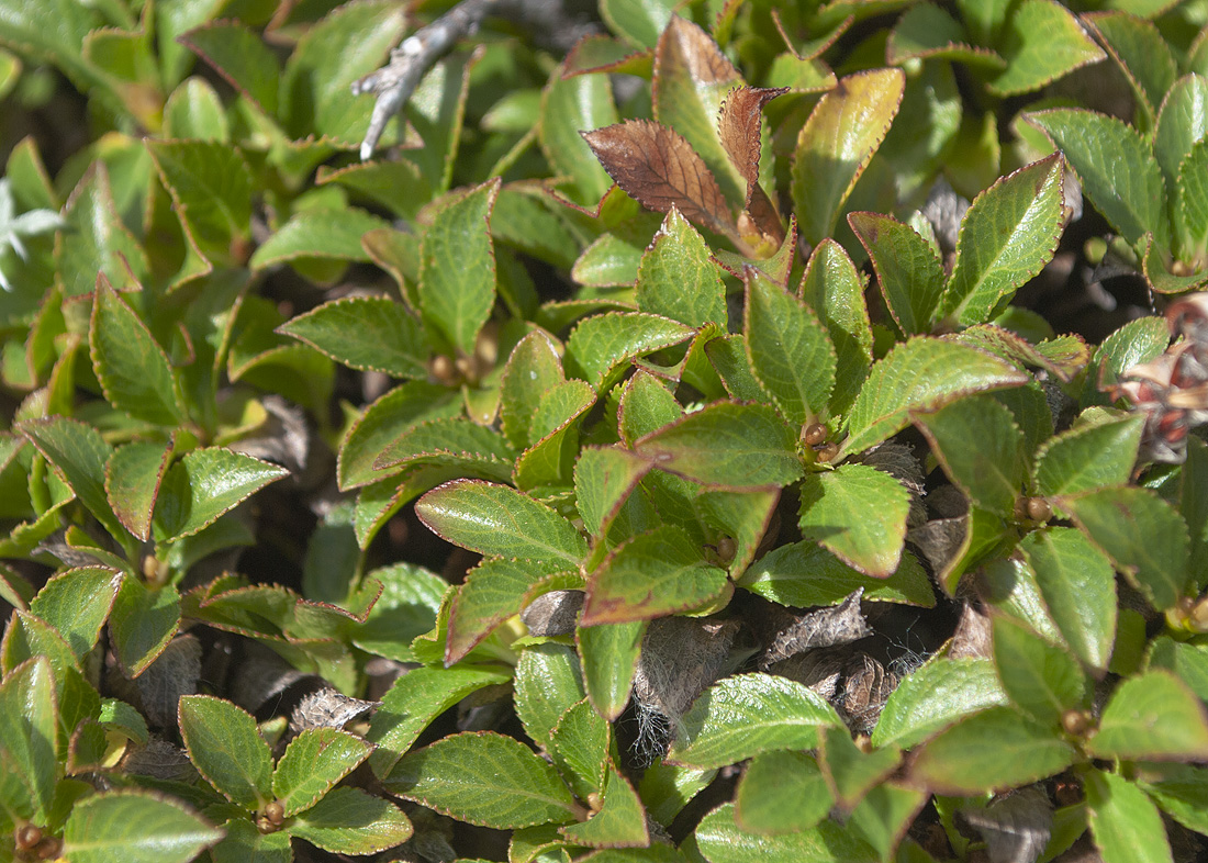 Image of Salix kamtschatica specimen.