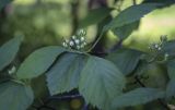 Crataegus chrysocarpa variety rotundifolia. Листья и бутонизирующее соцветие. Ярославская обл., г. Переславль-Залесский, дендрологический парк им. С. Ф. Харитонова, в культуре. 12.06.2022.