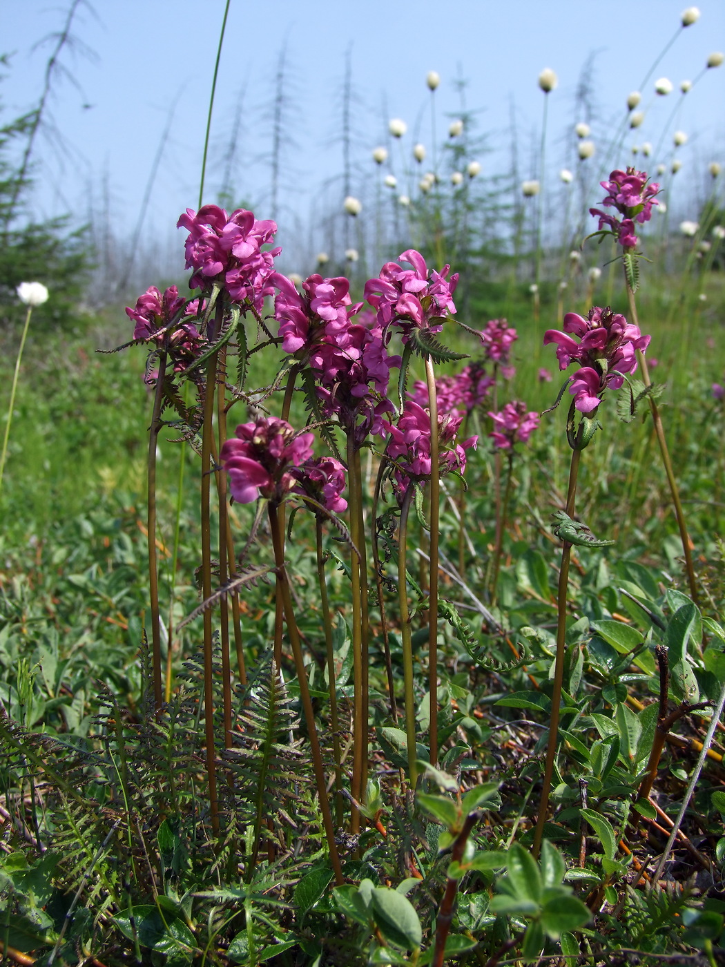 Изображение особи Pedicularis nasuta.