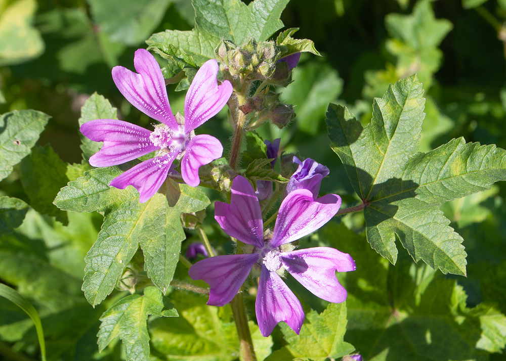 Image of Malva sylvestris specimen.