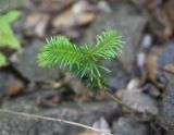 Abies nordmanniana. Верхушка молодого растения. Адыгея, долина р. Белая, 20 м от устья руч. Сибирь, небольшие заросли деревьев и кустов на левом берегу. 31 июля 2022 г.