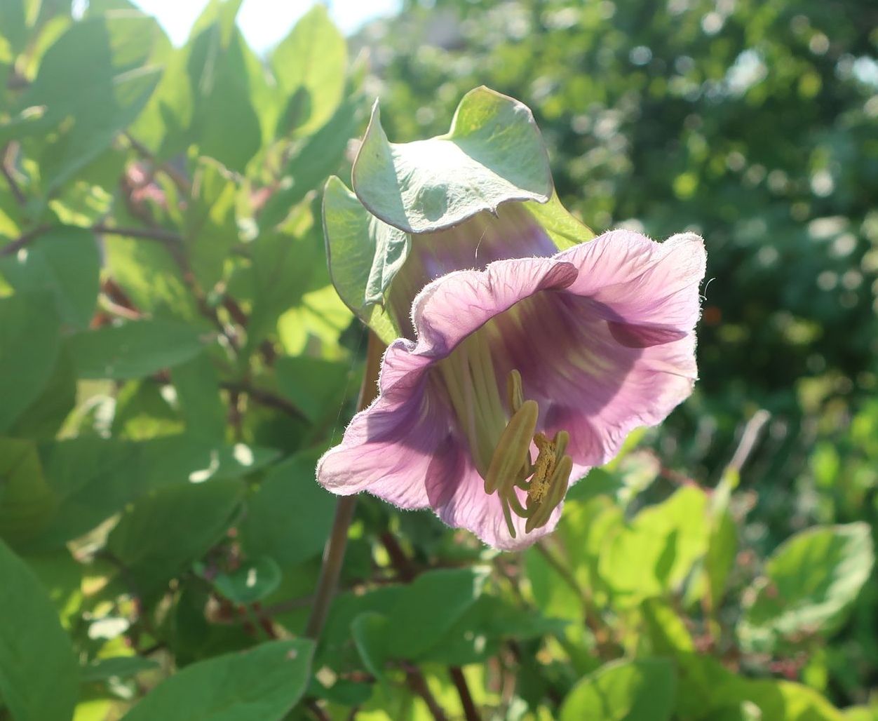 Изображение особи Cobaea scandens.