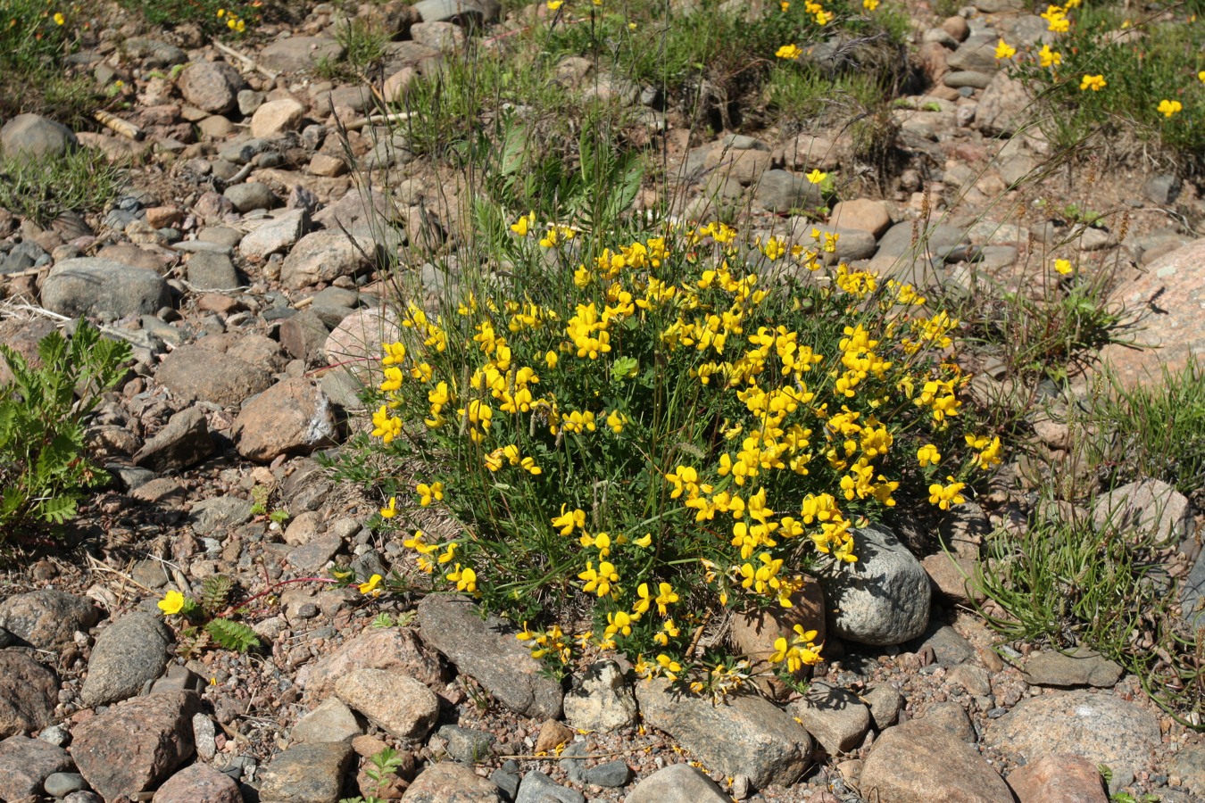 Image of Lotus ruprechtii specimen.