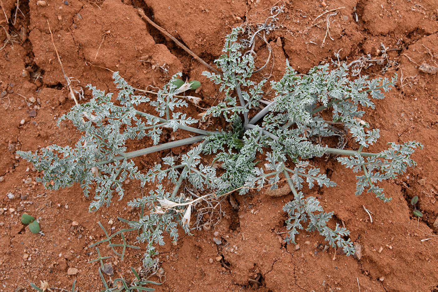 Изображение особи Ferula iliensis.