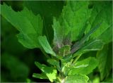 Chenopodium album