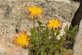 genus Taraxacum. Цветущее растение. Карачаево-Черкесия, Карачаевский р-н, Большой Кавказ, левый борт долины Чиринкол, восточный склон хребта под перевалом Доломиты Северный, ≈ 3470 м н.у.м., скальный выход. 22.07.2023.