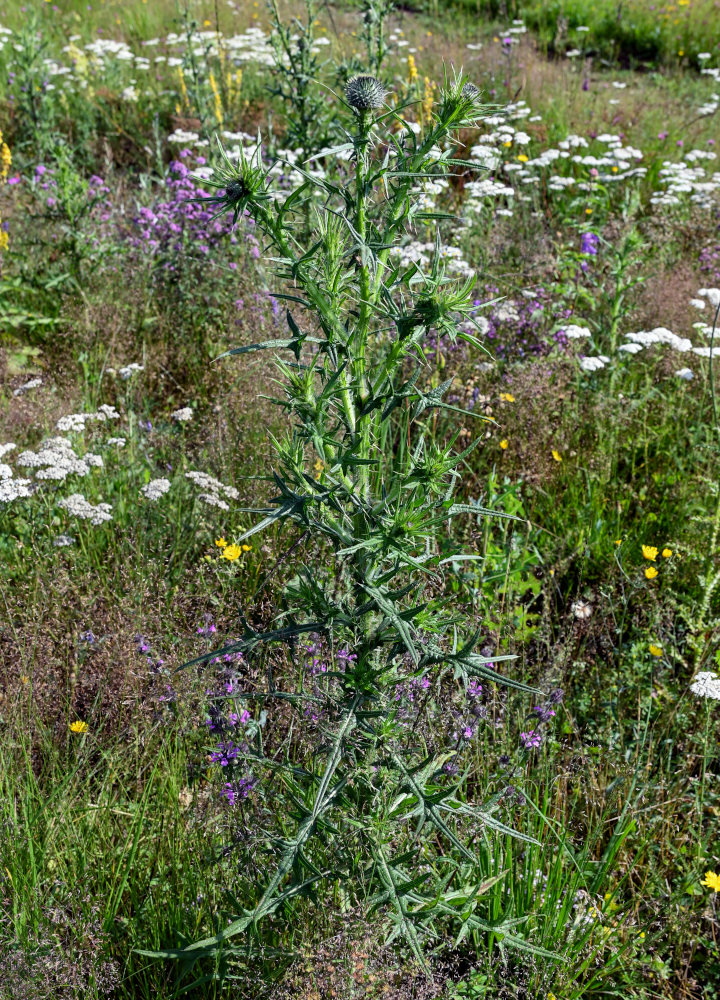 Image of Cirsium vulgare specimen.