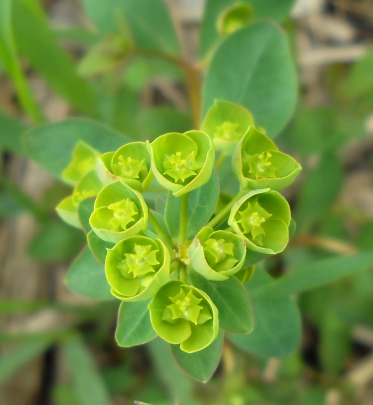 Изображение особи Euphorbia borodinii.