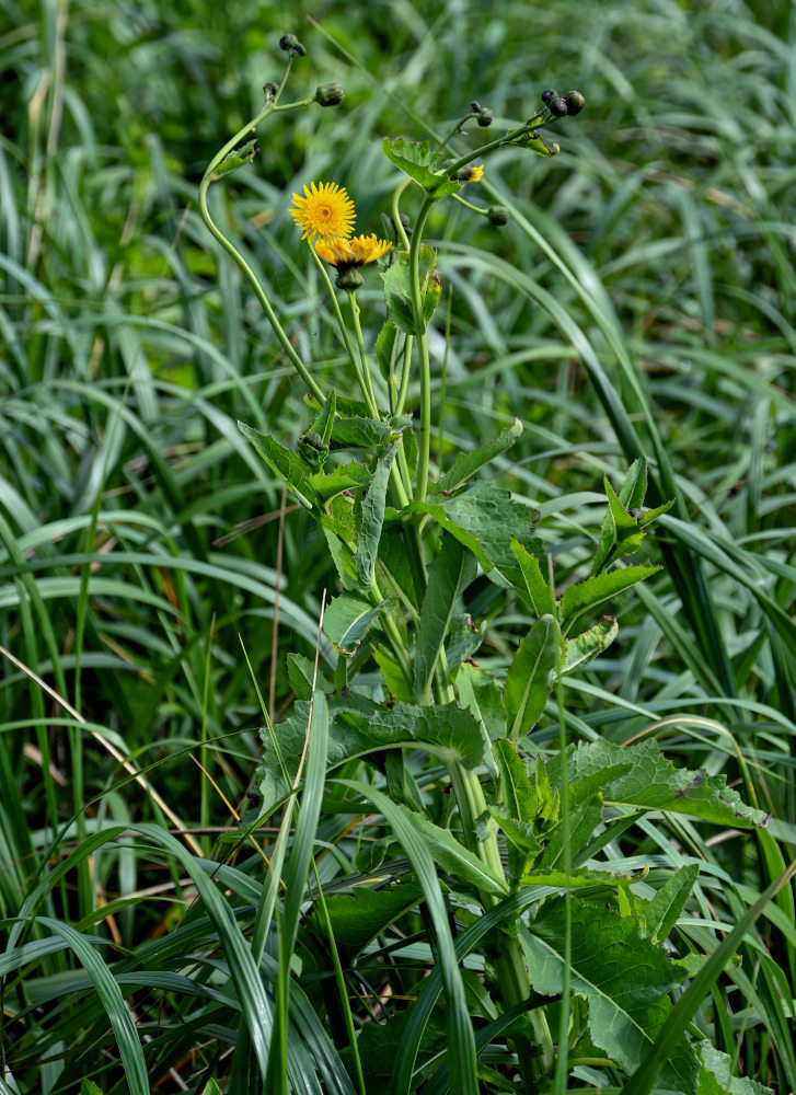 Изображение особи Sonchus arvensis.