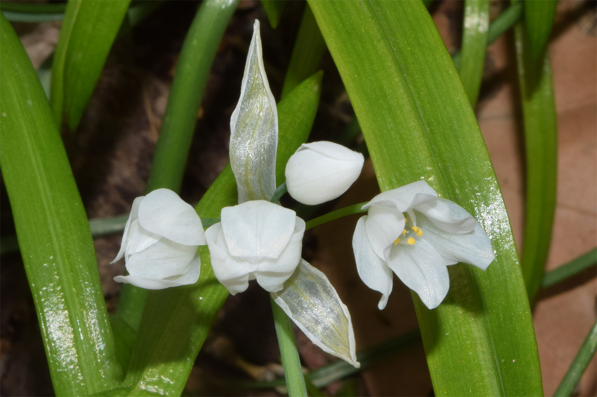 Изображение особи Allium paradoxum.