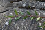 Salix elbursensis. Верхушка побега. Республика Адыгея, Майкопский р-н, окр. пос. Каменномостский, устье р. Мишоко, берег реки. 18 августа 2023 г.