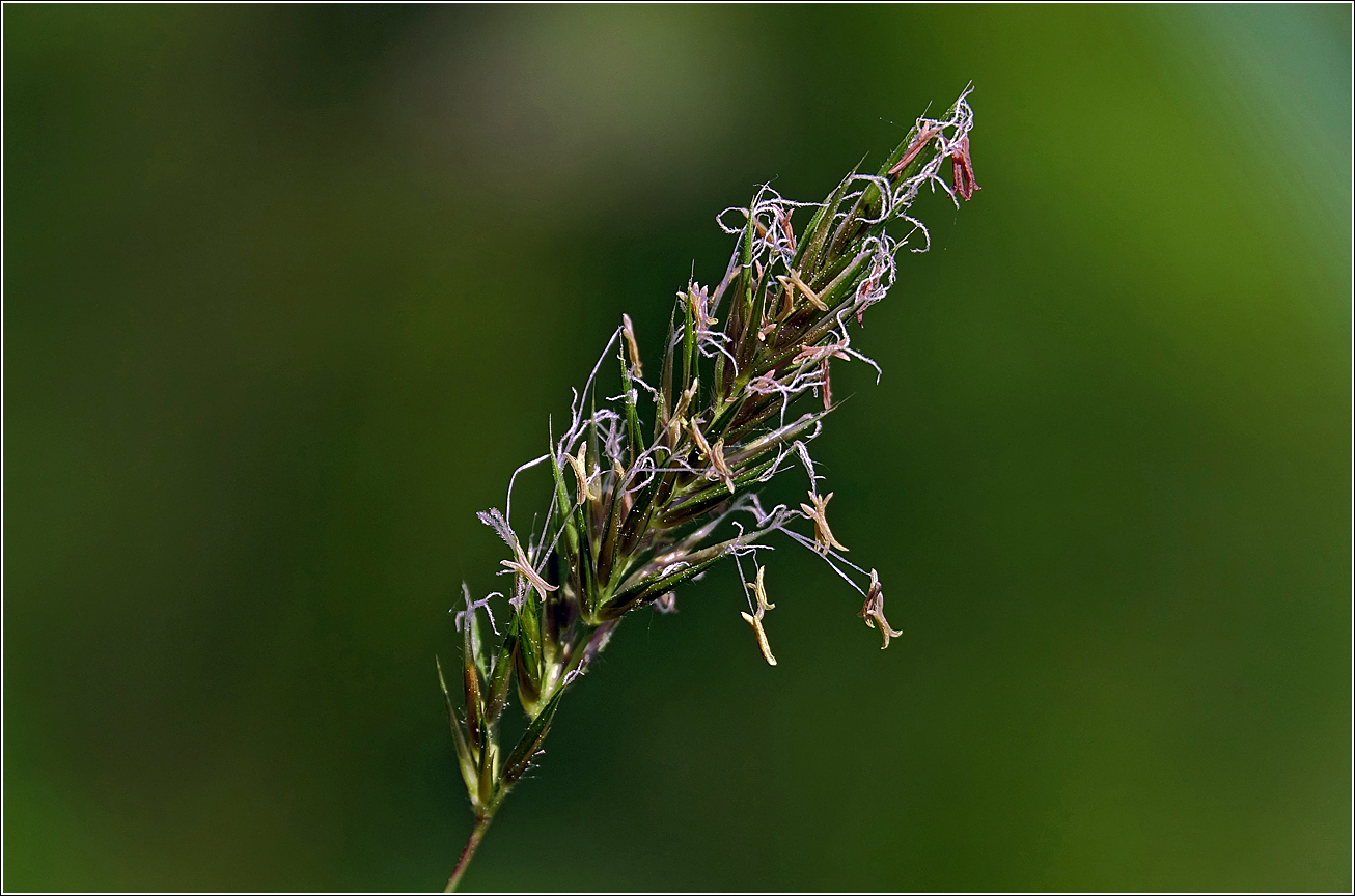 Изображение особи Anthoxanthum odoratum.