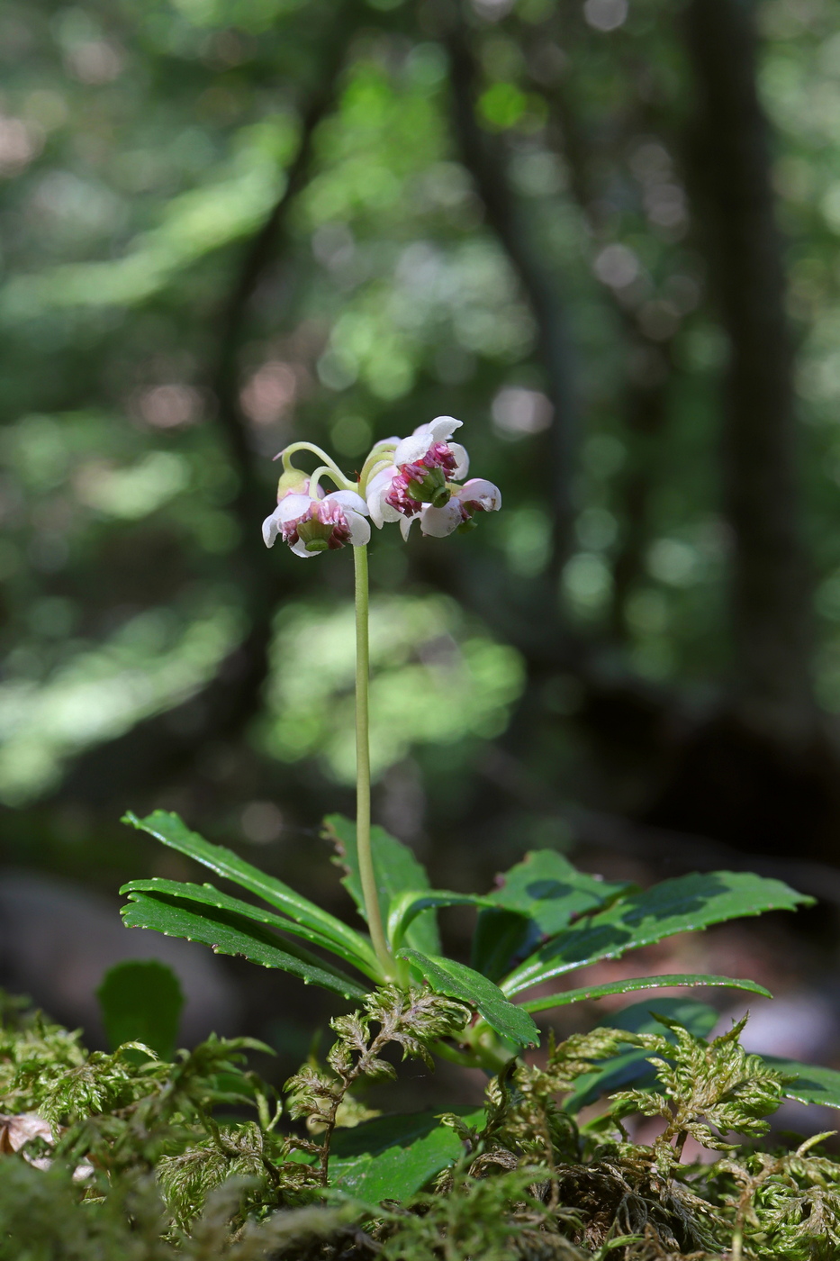 Изображение особи Chimaphila umbellata.