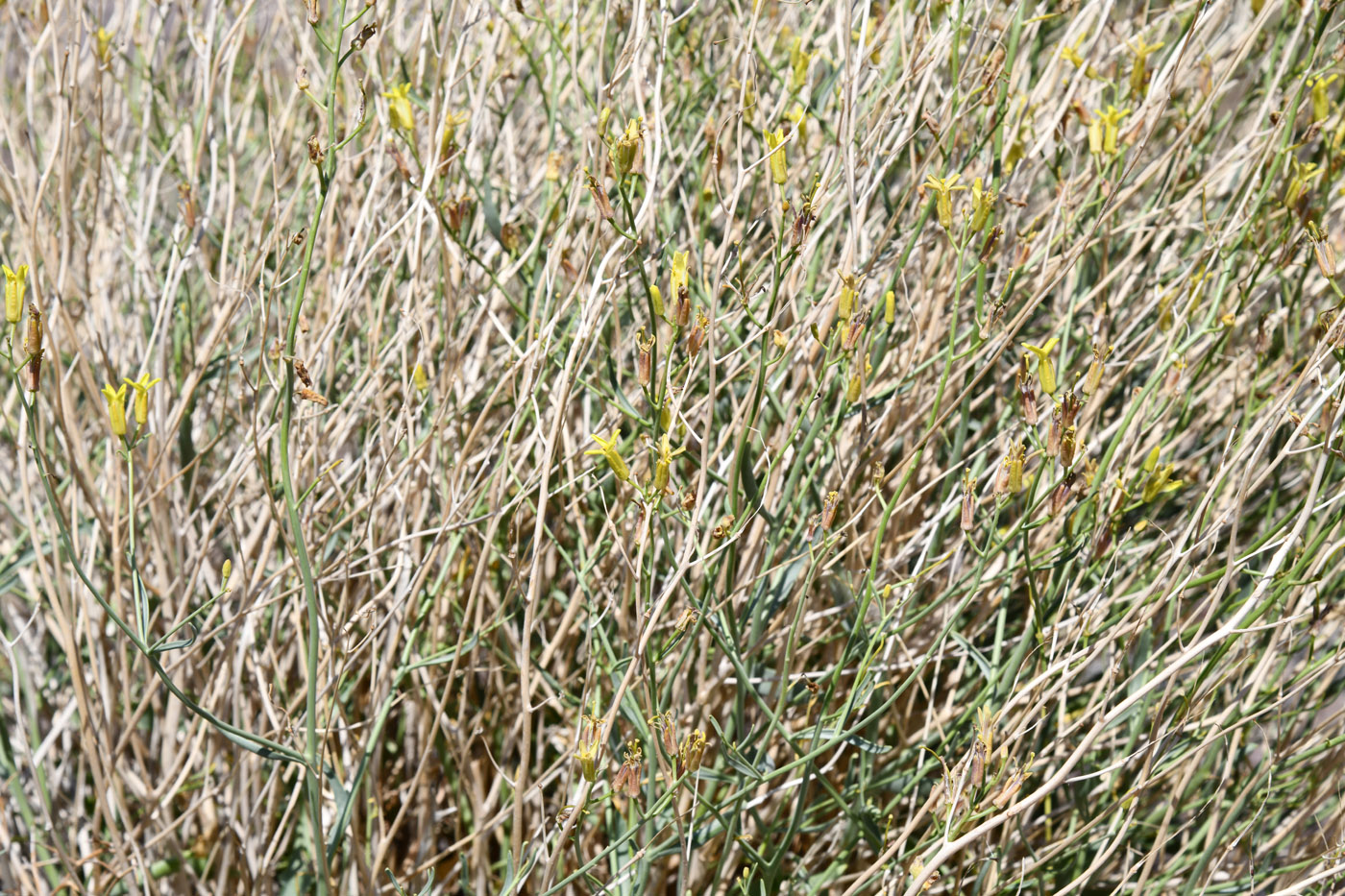 Image of Sisymbrium subspinescens specimen.