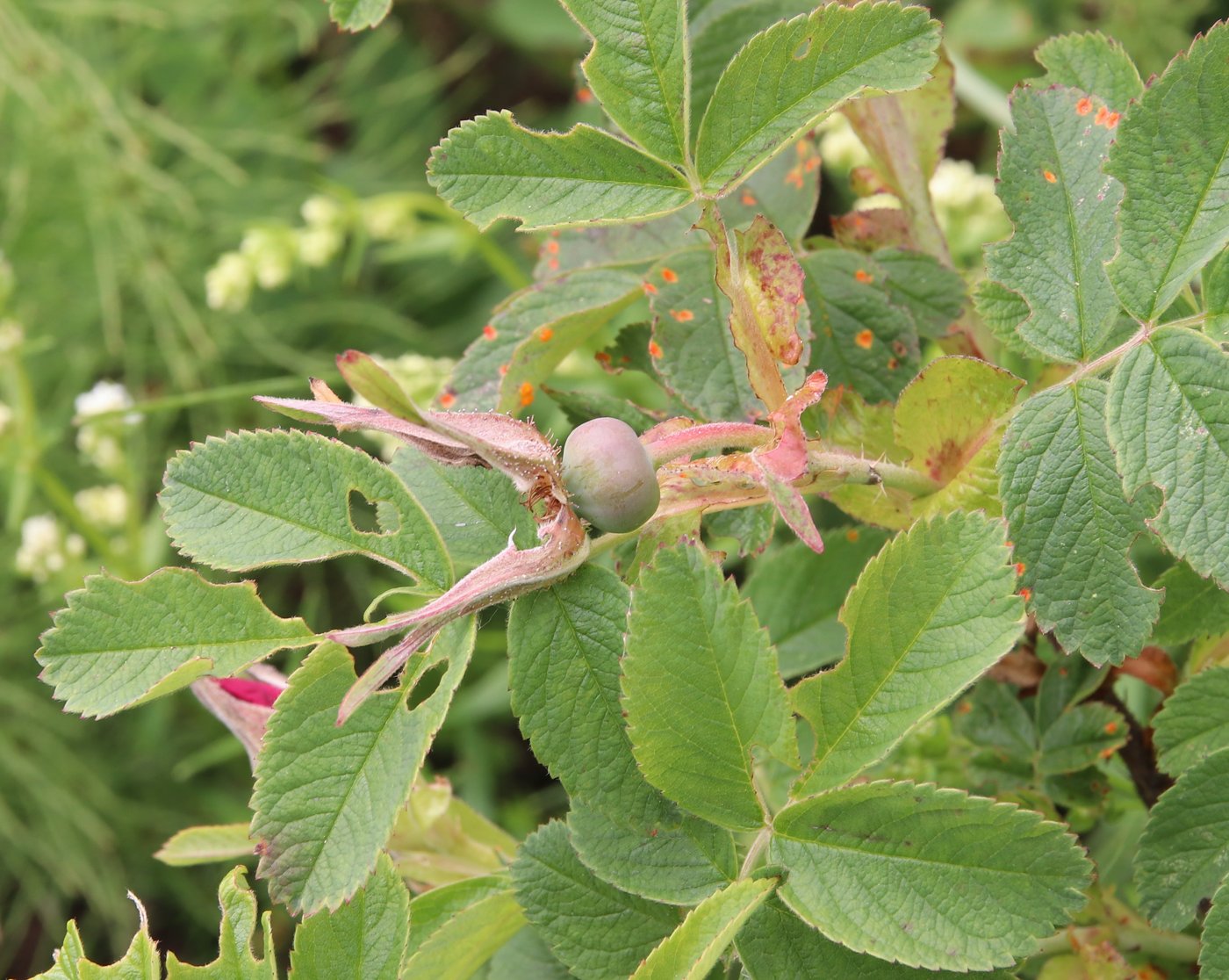 Image of Rosa &times; majorugosa specimen.