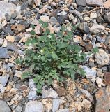 Astragalus nuratensis