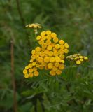 Tanacetum vulgare