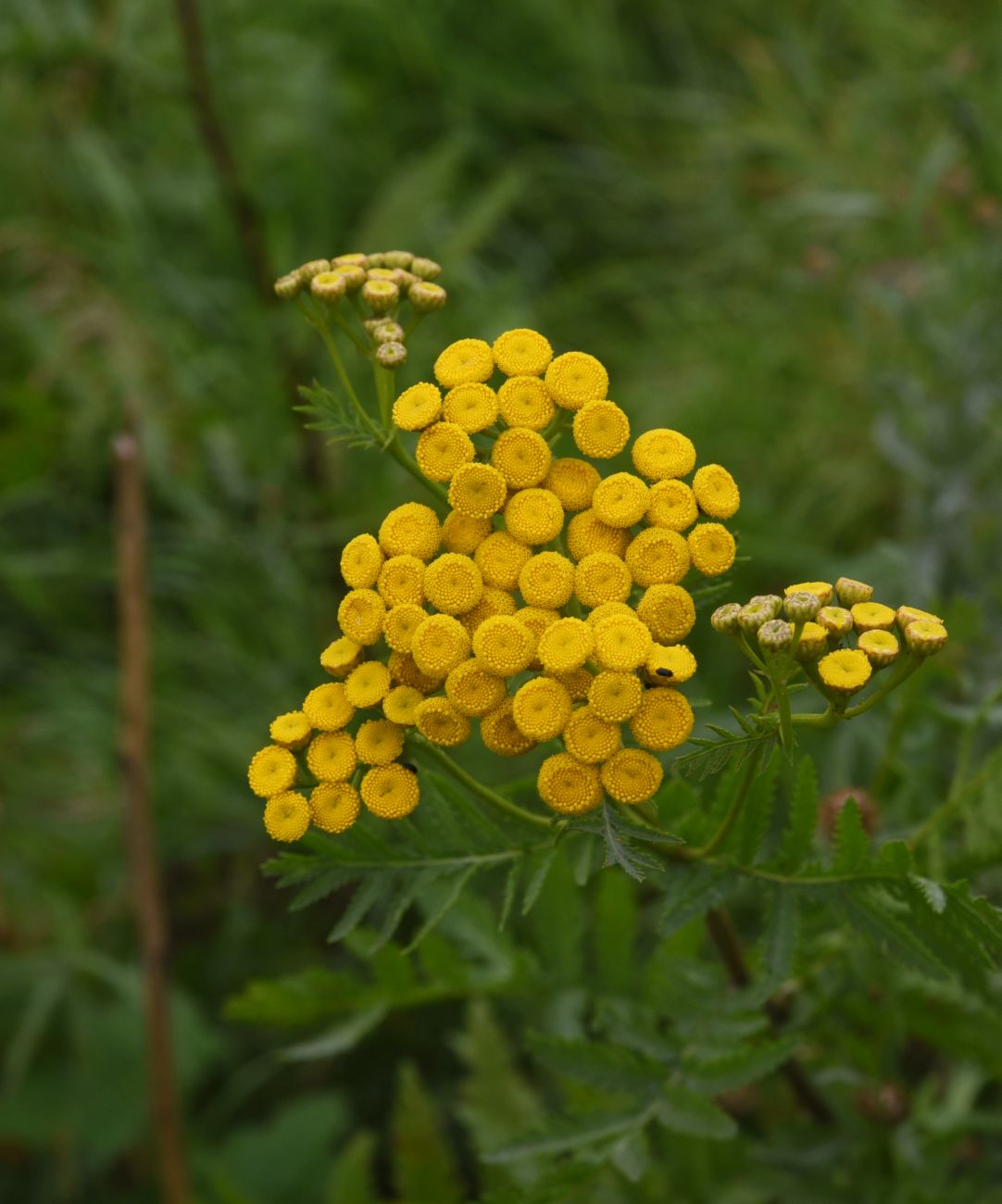 Image of Tanacetum vulgare specimen.