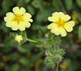 Potentilla astracanica. Соцветие с цветками и бутонами. Краснодарский край, м/о Анапа, окр. пос. Куматырь, долина р. Куматырь, низкотравный луг. 18.06.2021.