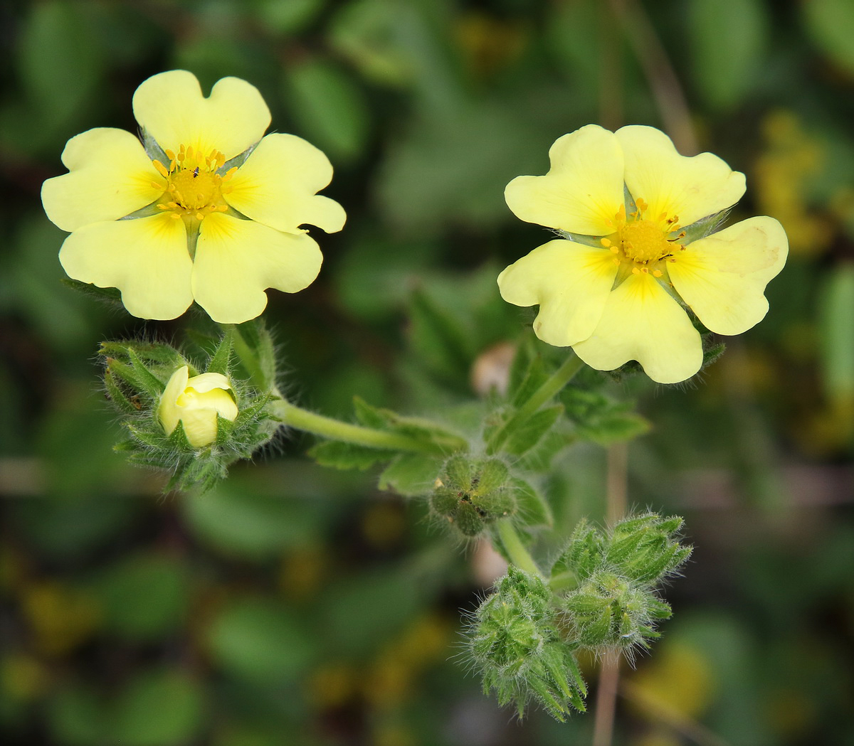 Image of Potentilla astracanica specimen.