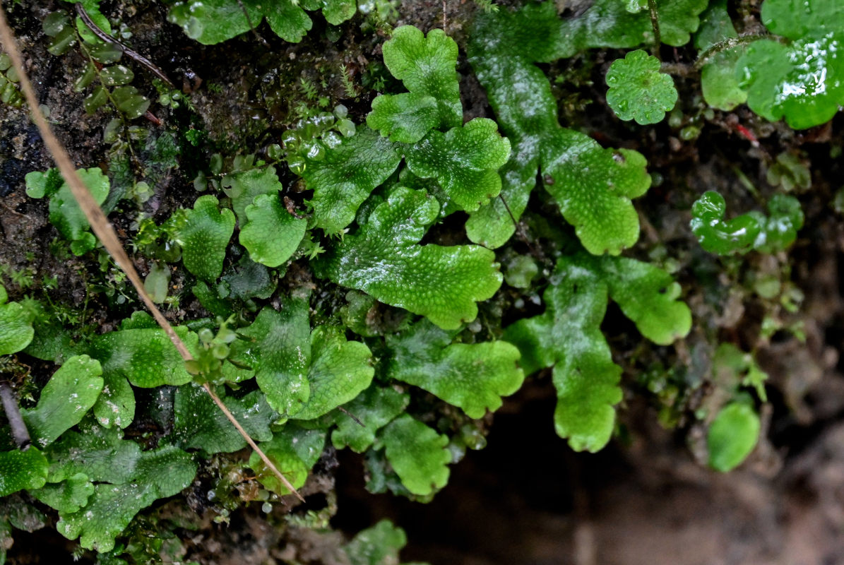 Изображение особи Conocephalum conicum.