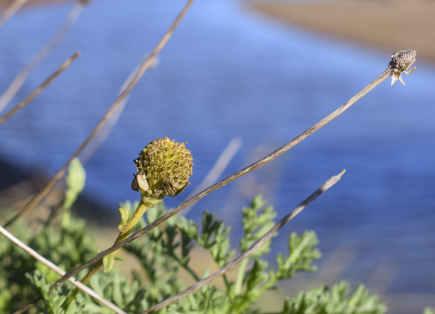 Image of Anthemis maritima specimen.