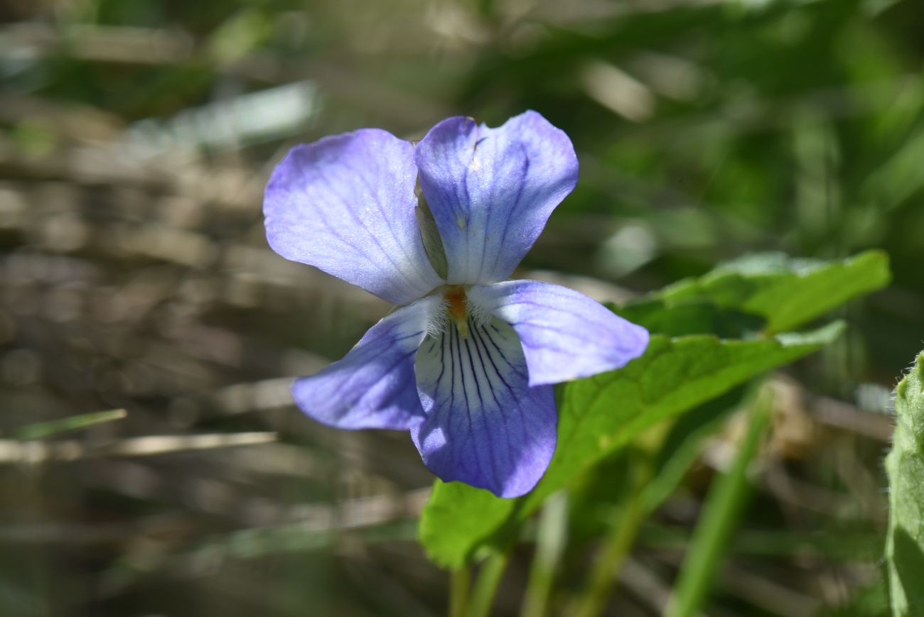 Изображение особи род Viola.