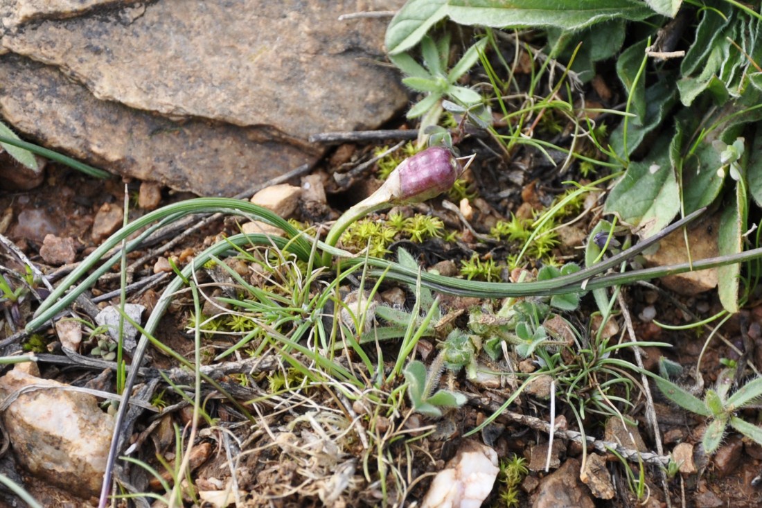 Изображение особи Romulea bulbocodium.