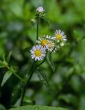 Erigeron strigosus. Верхушка побега с соцветиями. Китай, провинция Хунань, г. Фэнхуан, у дороги. 04.06.2024.