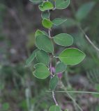 Cotoneaster suavis. Часть побега. Грузия, край Квемо Картли, Тетрицкаройский муниципалитет, окр. села Гохнари, выс. 1500 м, луг. 5 мая 2019 г.