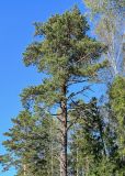 Pinus sylvestris