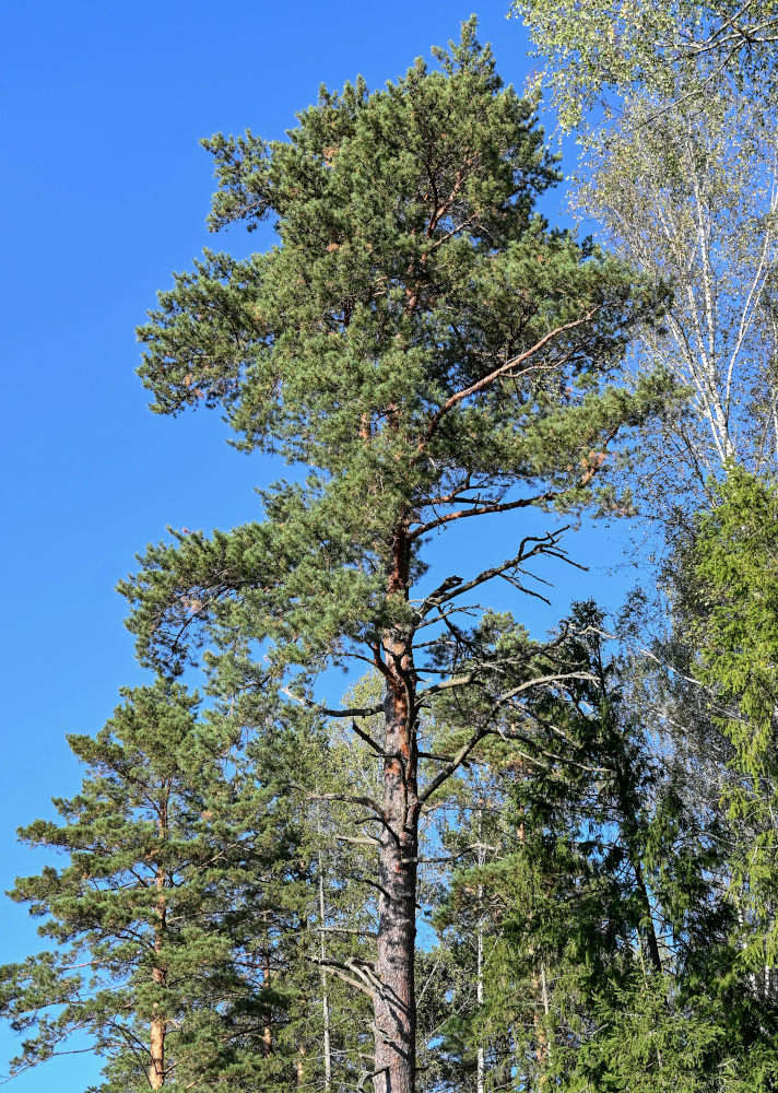 Image of Pinus sylvestris specimen.