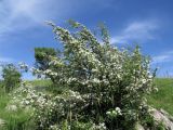 Crataegus turkestanica. Цветущее растение. Казахстан, Туркестанская обл., Сырдарья-Туркестанский государственный региональный природный парк, Боралдайский филиал, ≈ 1150 м н.у.м., боярышниковое редколесье. 14.05.2024.