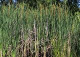 Typha × glauca