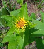 Inula helenium