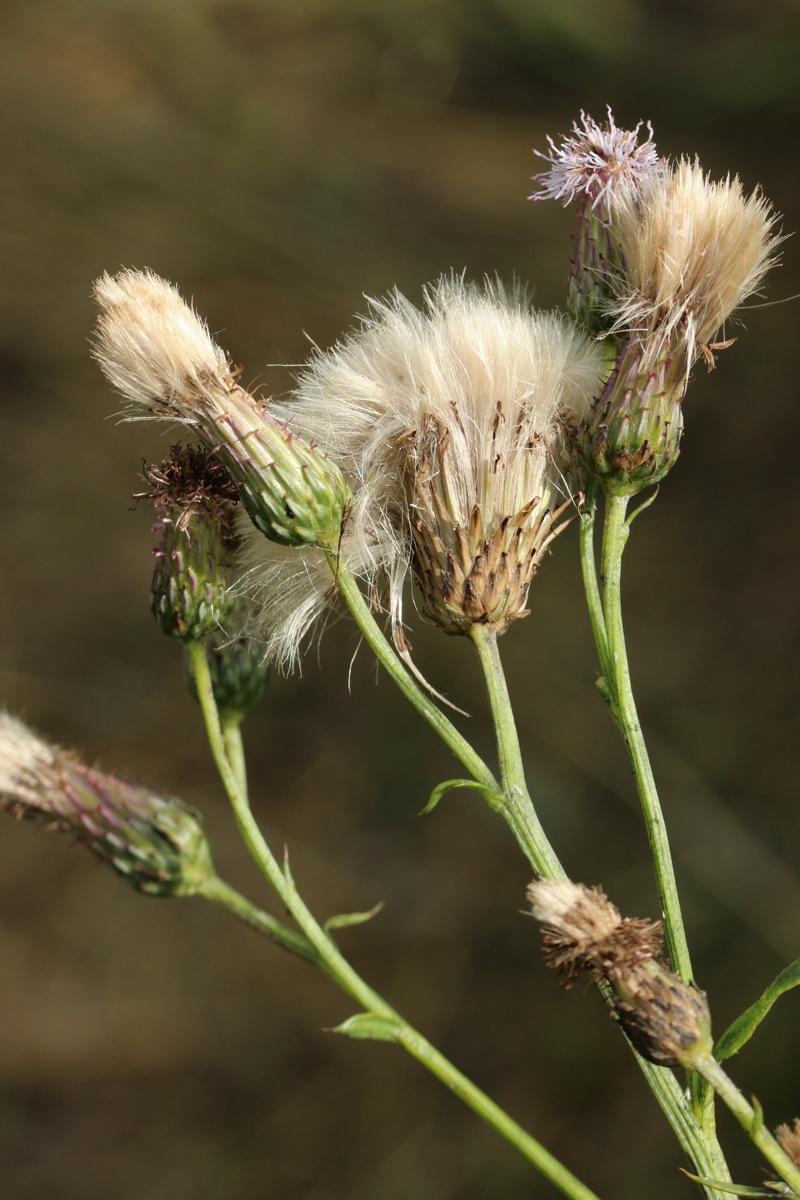 Image of Cirsium arvense specimen.