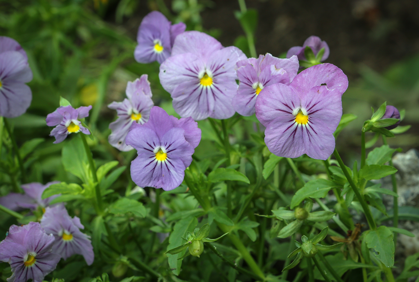 Изображение особи род Viola.
