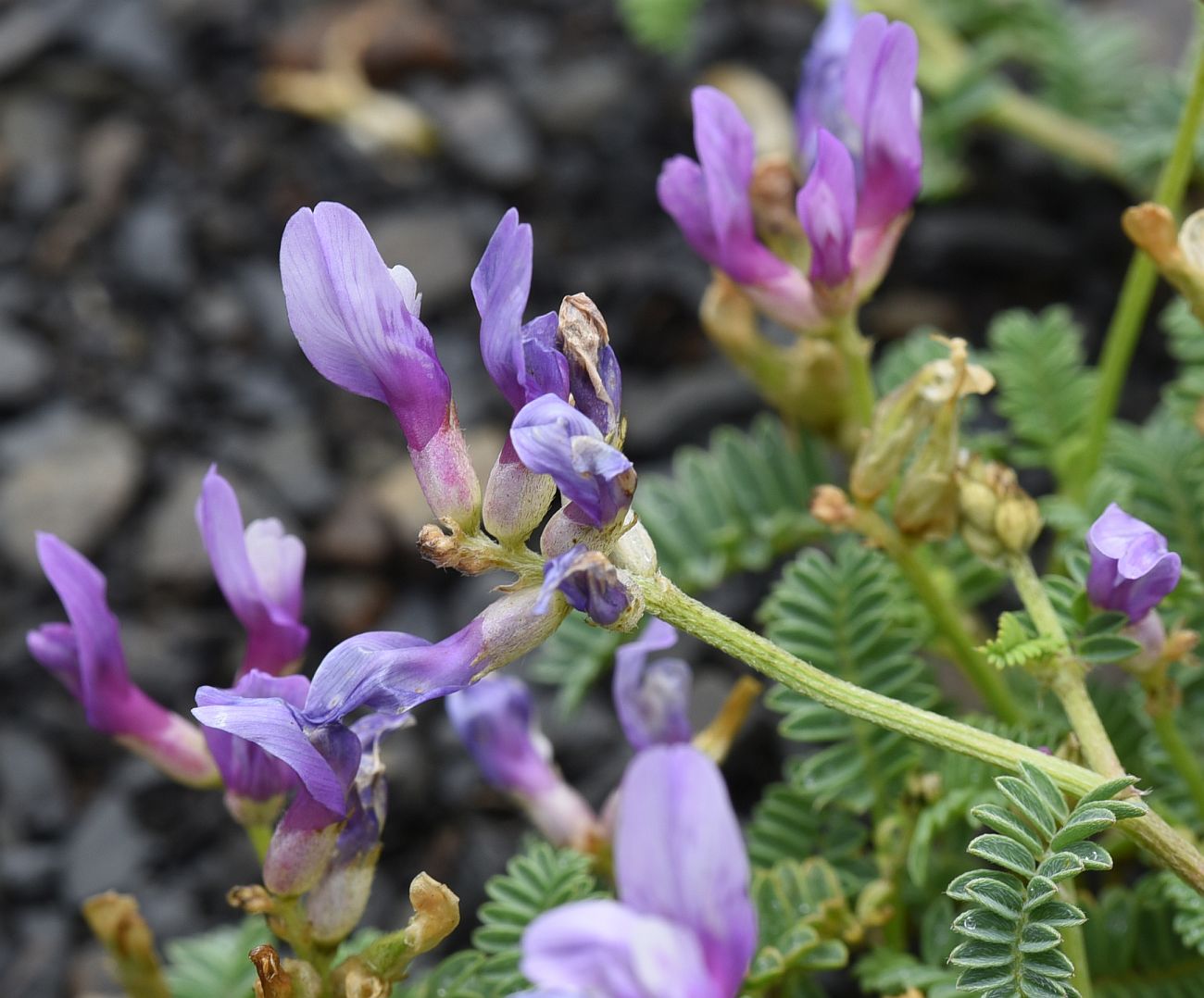 Image of genus Astragalus specimen.