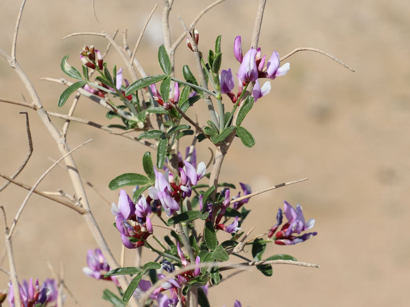 Image of Astragalus paucijugus specimen.