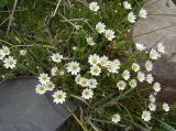 Смотреть изображение род Cerastium