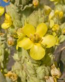View full-size image Verbascum thapsus