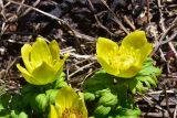 View full-size image Trollius ranunculinus