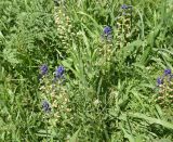 View full-size image genus Bellevalia