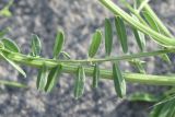 View full-size image Vicia nissoliana