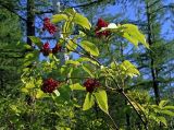 Sambucus sibirica. Верхушка плодоносящего растения. Приамурье, Комсомольский заповедник, устье р. Горин, сопка Горюн. 22.07.2007.