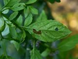 View full-size image Mentha arvensis